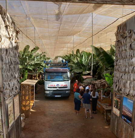 Plantación de plátanos en Tenerife